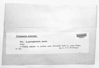 Nodulosphaeria aucta image